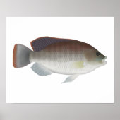 Poster Talipia bleu (Devant)