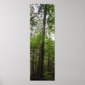 Poster TALL TREE dans l'affiche d'art forestier (Devant)