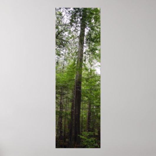 Poster TALL TREE dans l'affiche d'art forestier (Devant)