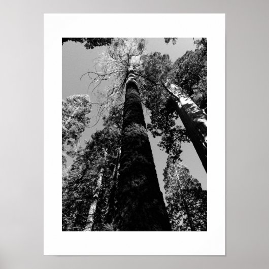 Poster Tall Trees en Yosemite Photographie noir et blanc (Devant)
