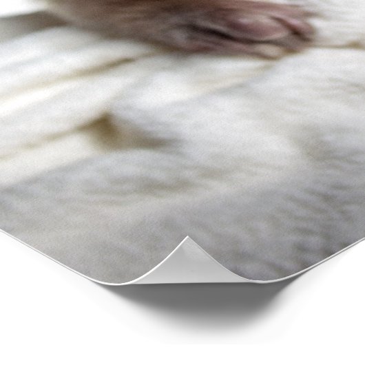 Poster Tamandua (Coin)