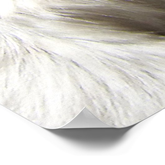 Poster Tamarin au dessus du coton (Coin)