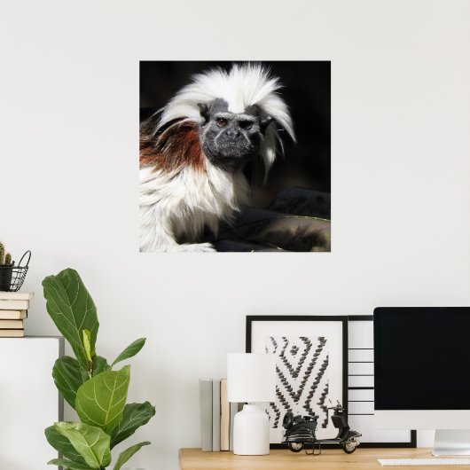 Poster Tamarin au dessus du coton (Bureau à domicile)