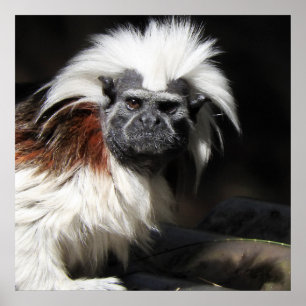 Poster Tamarin au dessus du coton