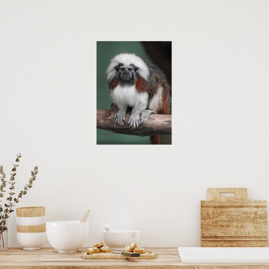 Poster Tamarin au dessus du coton (Cuisine)