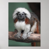 Poster Tamarin au dessus du coton (Devant)