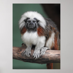 Poster Tamarin de Coton-dessus