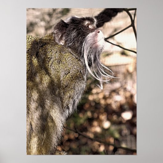 POSTER TAMARIN MONKEY (Devant)