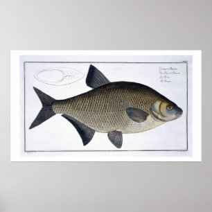 Poster Tamise (Cyprinus Brama) XIII de 'Ichthyolog