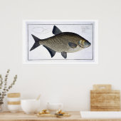 Poster Tamise (Cyprinus Brama) XIII de 'Ichthyolog (Cuisine)