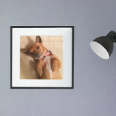 Poster Tan Dachshund Chien Chien Chien Chien Pose ventre