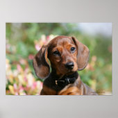 Poster Tan Miniture Dachshund (Devant)