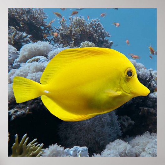 Poster Tang jaune (Devant)