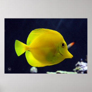 Poster Tang jaune