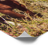 Poster Tant de chevaux // Trois voitures rouillées (Coin)