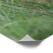 Poster Tanzanie, cratère de Ngorongoro. Mère des lions af (Coin)