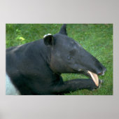 Poster Tapir (Devant)