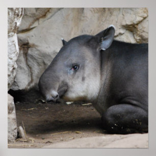 Poster Tapir