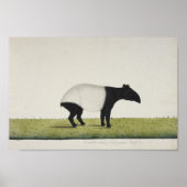 Poster Tapir (Devant)
