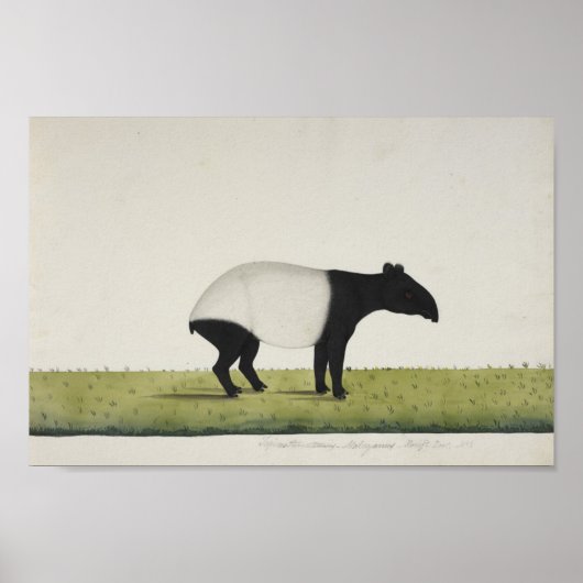 Poster Tapir (Devant)
