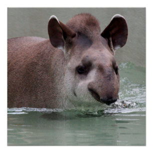 Poster Tapir_2015_0101