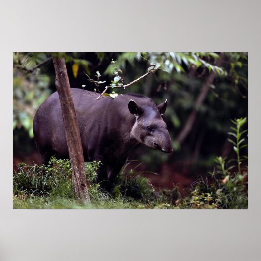 Poster Tapir brésilien (Tapirus terrestre) (Devant)