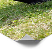 Poster Tapir malais marchant sur l'herbe (Coin)