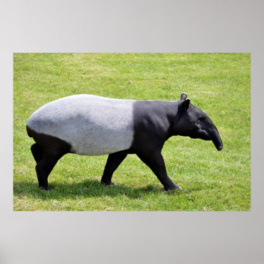 Poster Tapir malais marchant sur l'herbe (Devant)