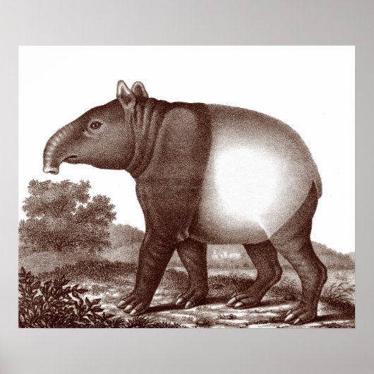 Poster Tapir malaisien dans un paysage d'impression antiq (Devant)
