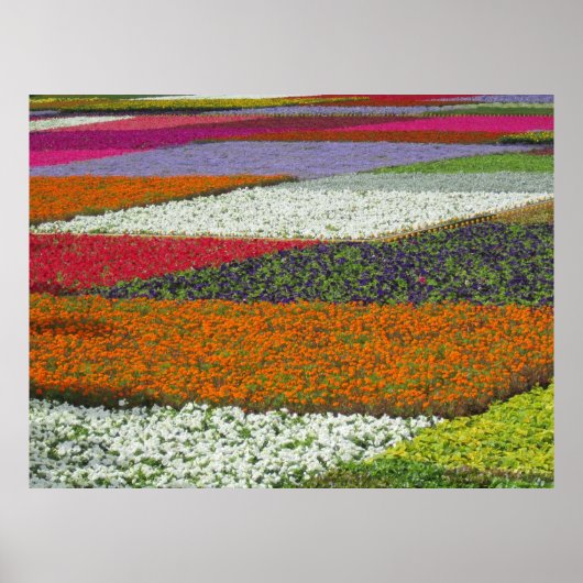 Poster Tapis de fleurs (Devant)