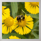 Poster Tapping In (Devant)