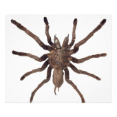 Poster Tarantula (Devant)