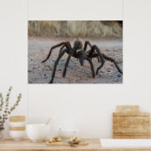 Poster Tarantula (Cuisine)