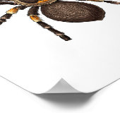 Poster Tarantula (Coin)