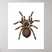 Poster Tarantula (Devant)