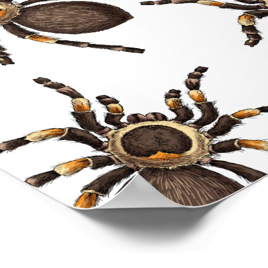 Poster Tarantula sur blanc (Coin)