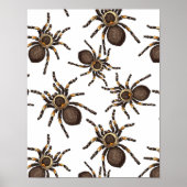 Poster Tarantula sur blanc (Devant)