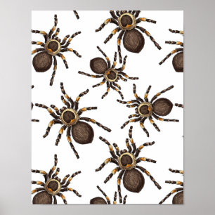 Poster Tarantula sur blanc