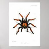 Poster tarantule à jambe rouge mexicaine (Devant)