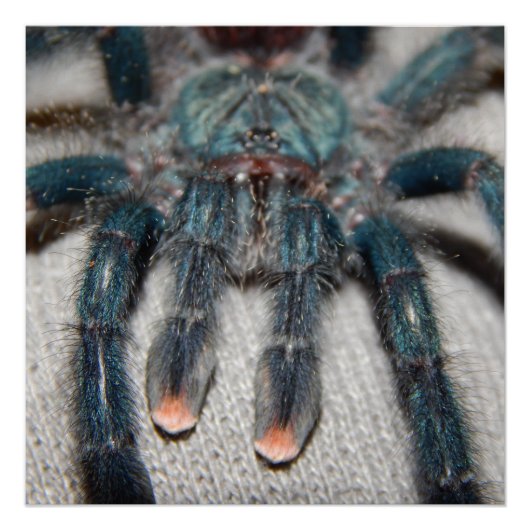 Poster tarantule bleue (Devant)