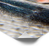 Poster tarantule bleue (Coin)