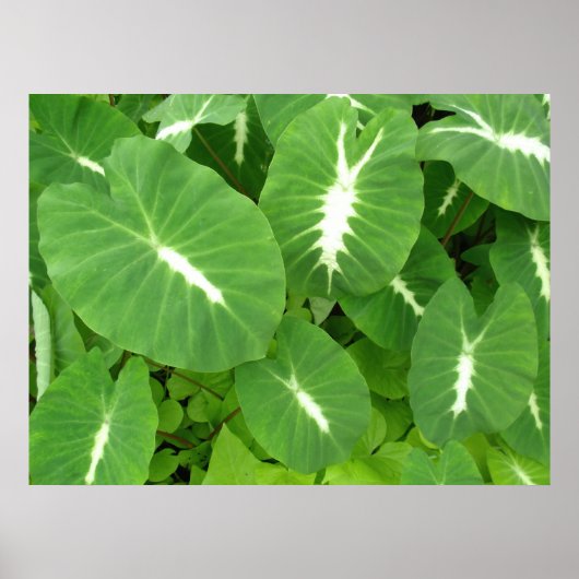 Poster Taro variable (Devant)