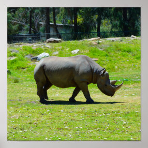 Poster Taronga Western Plains Zoo Dubbo - Rhino