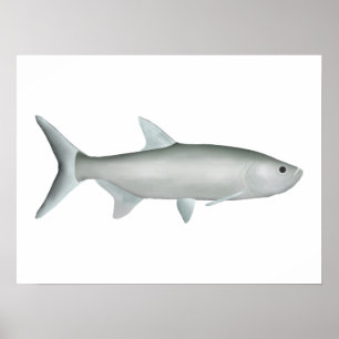 Poster Tarpon indo-Pacifique