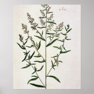 Poster Tarragon, plate 116 from 'A Curious Herbal', publi
