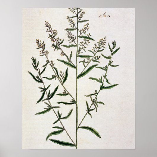 Poster Tarragon, plate 116 from A Curious Herbal, publi (Devant)
