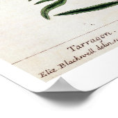 Poster Tarragon, plate 116 from A Curious Herbal, publi (Coin)