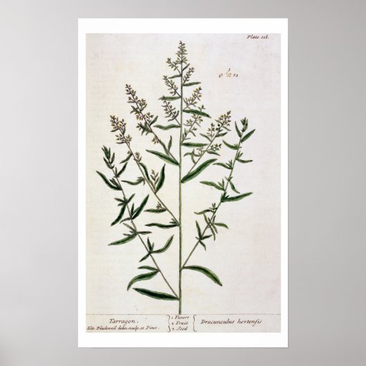 Poster Tarragon, plate 116 from A Curious Herbal, publi (Devant)