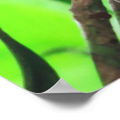 Poster Tarsier (Coin)