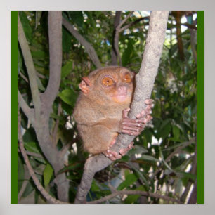 Poster Tarsier philippin